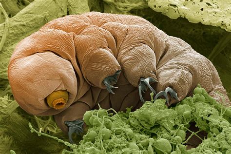 What had previously looked like a bunch of lifeless grains became vigorously swimming <b>tardigrades</b>. . Tardigrade simulator